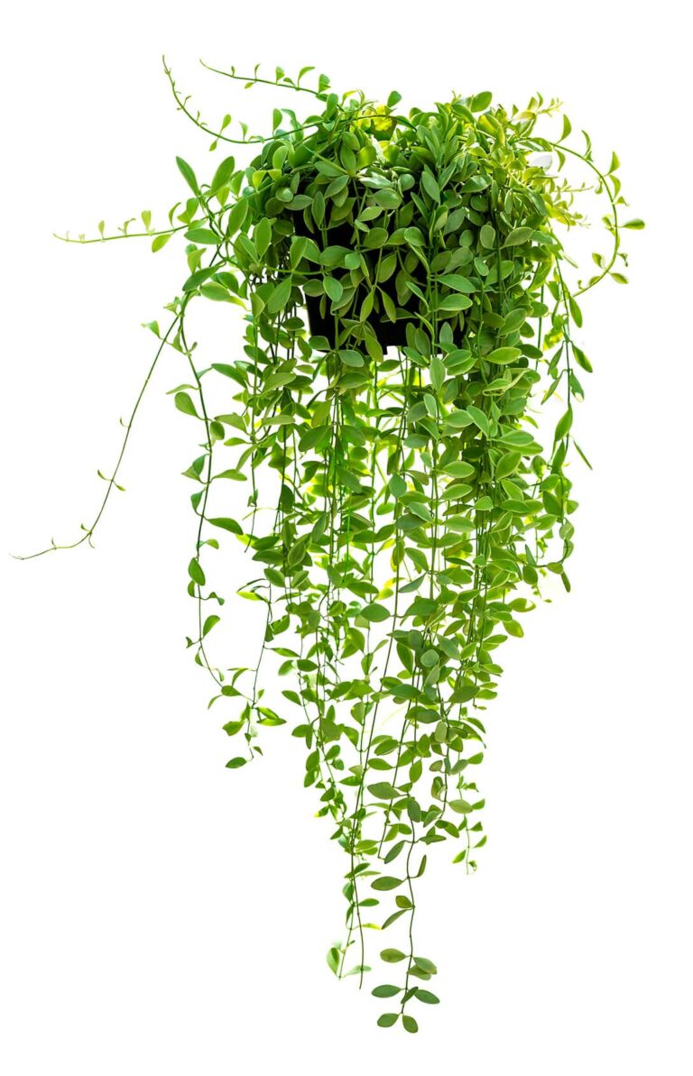 Tendencias Financieras Globales 2025: